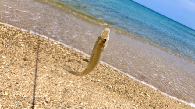 家族で釣りをはじめるならちょい投げ釣り